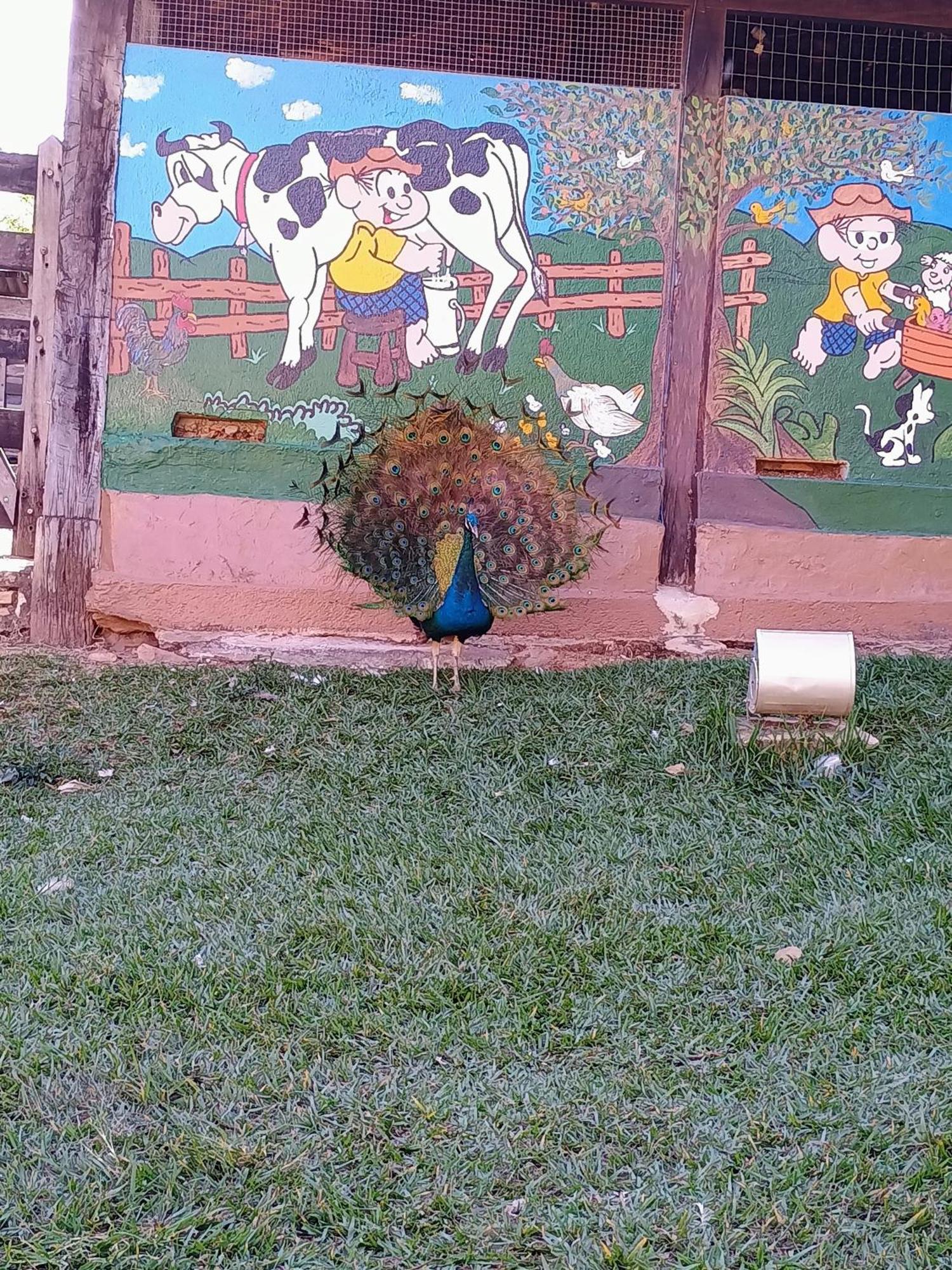 Aguas Vivas Hotel Fazenda Pirenópolis 外观 照片