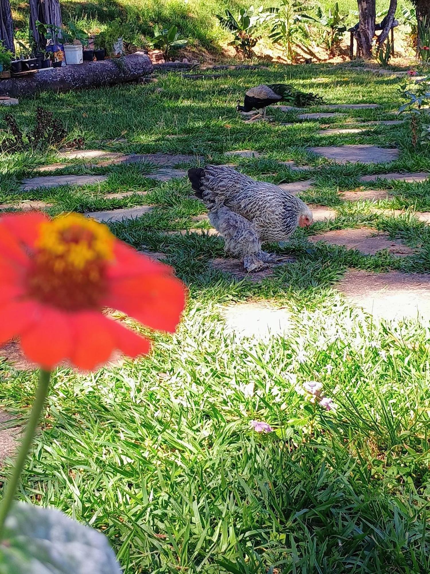 Aguas Vivas Hotel Fazenda Pirenópolis 外观 照片